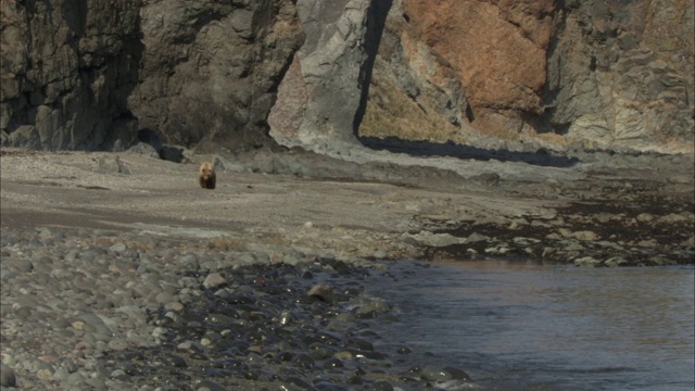 一只灰熊正沿着岩石海岸潜行。视频素材