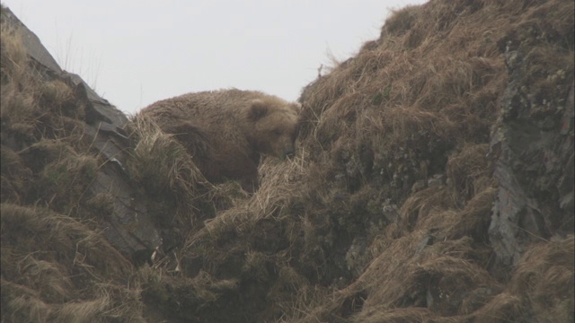 一只灰熊在长满草的小山之间休息。视频素材