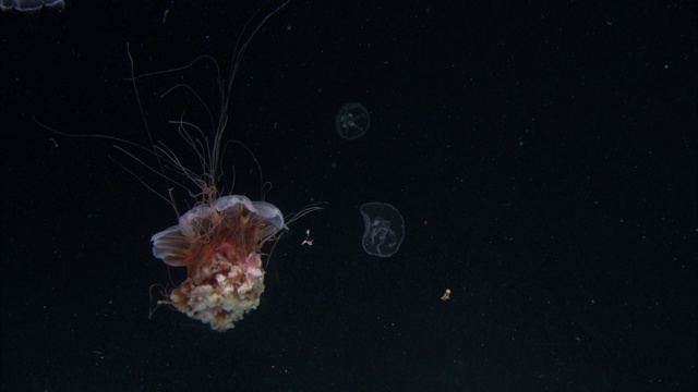 水母在黑暗的水中漂流时发出生物荧光。视频素材