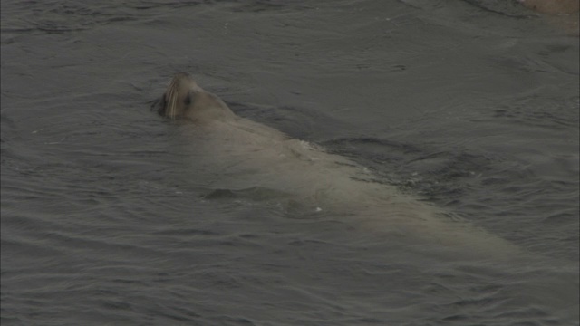 海狮在平静的水中嬉戏、溅起水花。视频素材