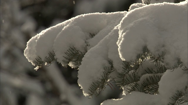 大雪覆盖了黄石国家公园的常绿树枝。视频素材