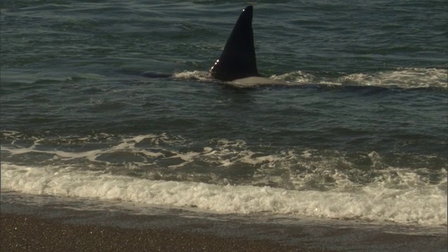 一只逆戟鲸游过海浪，沿着阿根廷海岸捕食海豹。视频素材