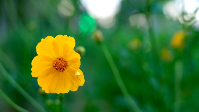 黄色的宇宙花盛开，在田野里摇摆。视频素材