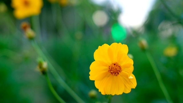 黄色的宇宙花盛开，在田野里摇摆。视频素材