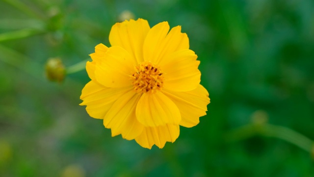 黄色的宇宙花盛开，在田野里摇摆。视频素材