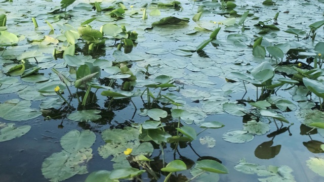 黄睡莲，盛开的黄色睡莲，植物在水在日落视频素材