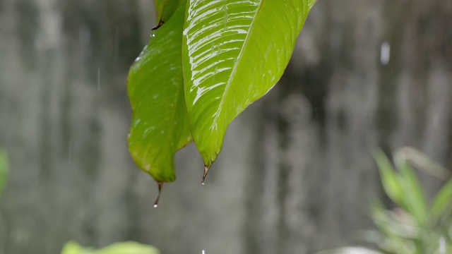 SLO MO慢动作雨滴视频素材