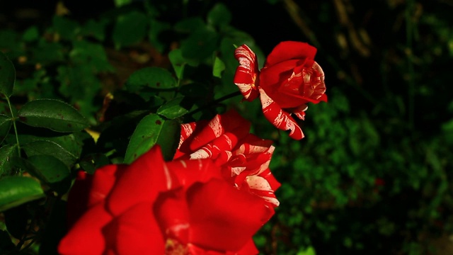 家花园里的红玫瑰视频素材