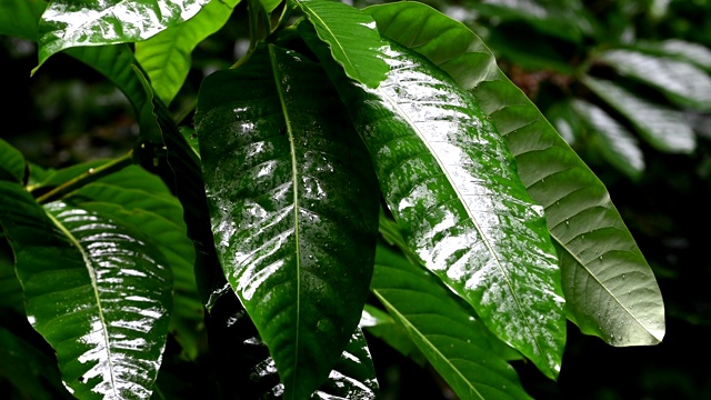 丛林里下着倾盆大雨视频素材