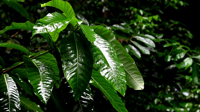 丛林里下着倾盆大雨视频素材