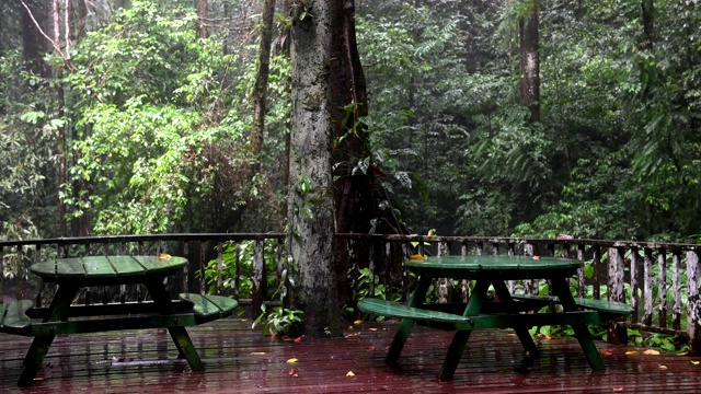 丛林里下着倾盆大雨视频素材