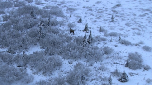 几只驼鹿在冰雪覆盖的阿拉斯加苔原上漫步。视频素材