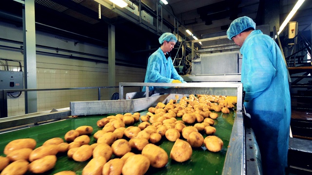 在一家食品厂分拣土豆的工人。视频素材