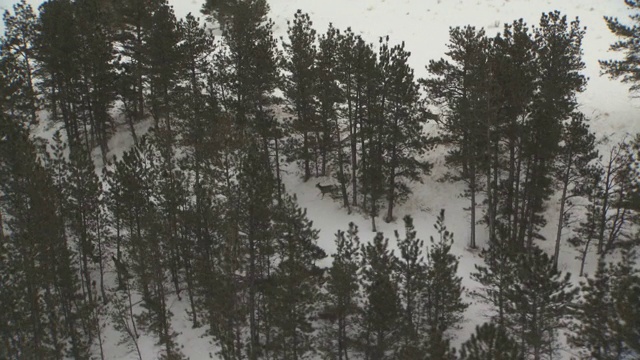 一群鹿跑过白雪覆盖的森林。视频素材