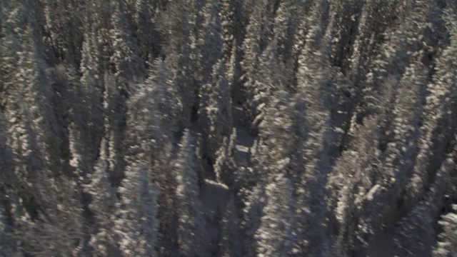 在怀俄明，白雪覆盖了围绕着一个雪山湖的常青树。视频素材