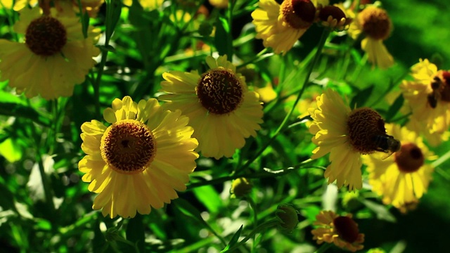 蜜蜂黄花夏季视频背景视频素材