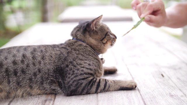 桌上有带宠物项圈的猫，4K视频素材