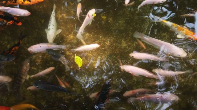 池塘里多色鲤鱼锦鲤视频素材