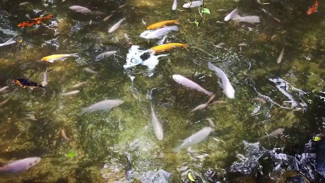 池塘里多色鲤鱼锦鲤视频素材