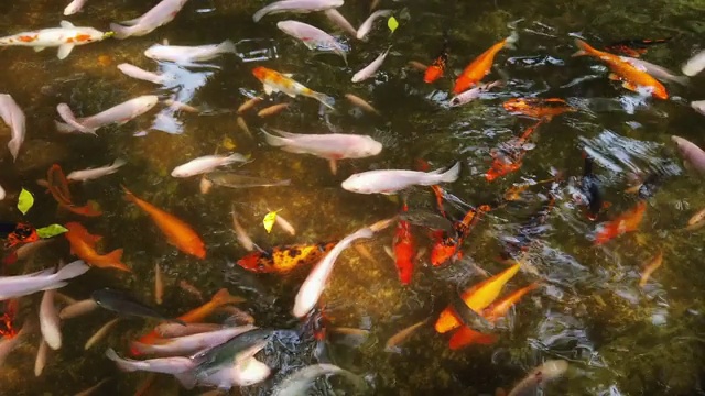 池塘里多色鲤鱼锦鲤视频素材