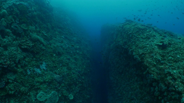 日本小笠原岛海底峡谷中的鱼群视频素材