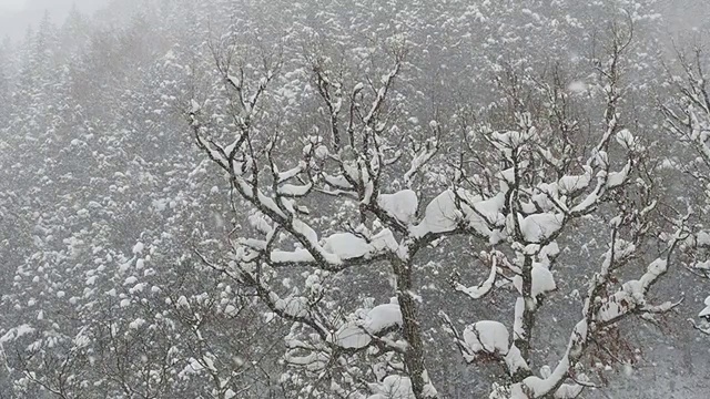 森林里美丽的落雪视频素材