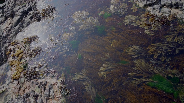 苏格兰爱奥纳海岸的海藻视频素材