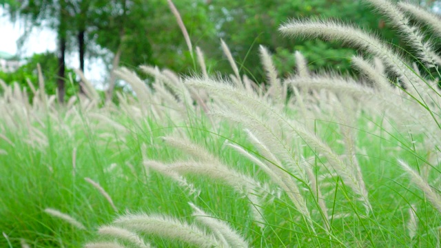 大自然草花背景。视频素材