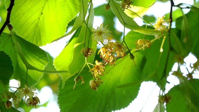 菩提花在日落视频视频素材