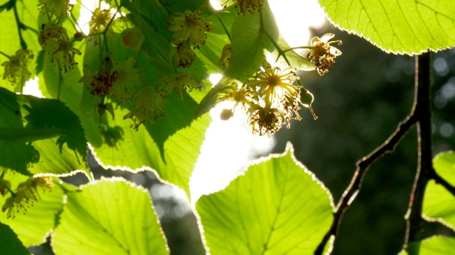 菩提花在日落视频视频素材