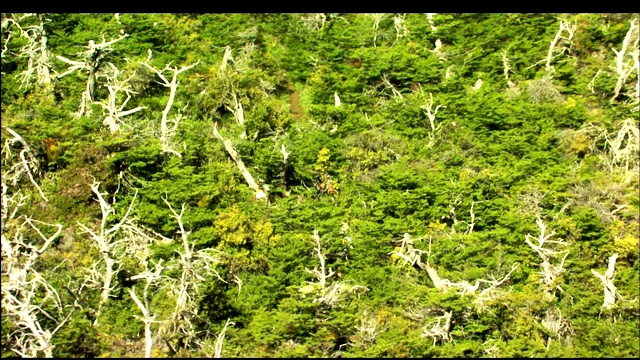 徒步旅行者在山上浓密的植被中穿梭。视频素材