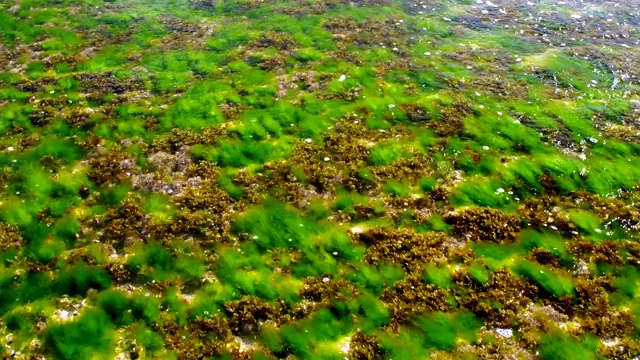 透明海水下的海藻和珊瑚礁视频素材