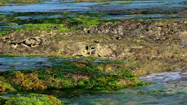 海水冲刷着带着绿色海藻的棕色岩石视频素材