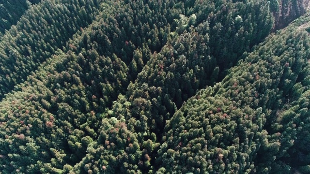 在中国四川，树木和山脉都是宁静的风景视频素材