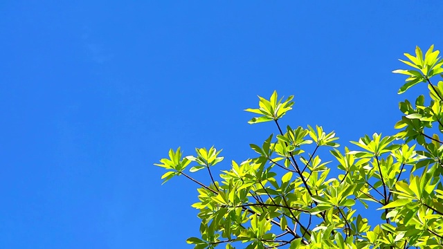 湛蓝的天空和纯净的云移过绿色的顶端植物树视频素材