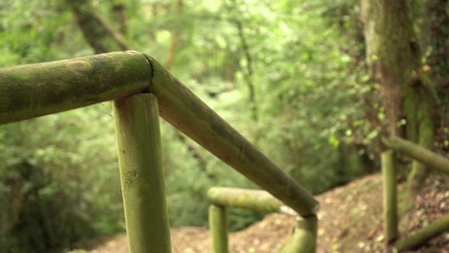 古老的落叶林中覆盖着苔藓的古老原木楼梯视频素材