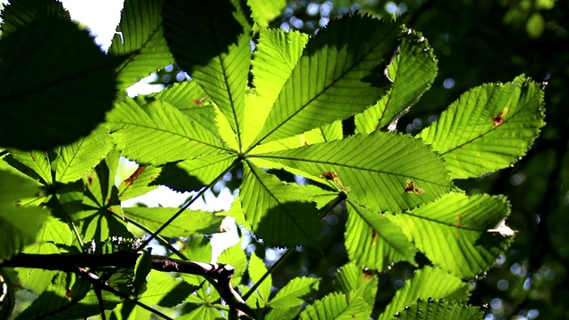 阳光照耀下的栗叶视频下载