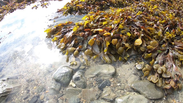 退潮海藻视频下载