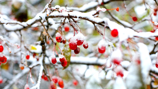 红花楸树枝上覆盖着冬天的第一场雪视频素材