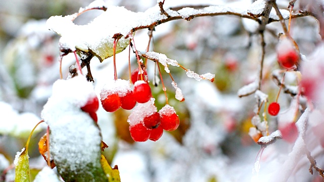 冬天，风吹动白雪覆盖的花楸树果实视频素材