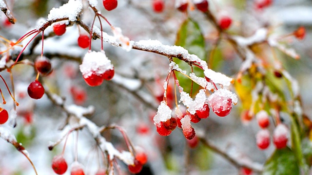 神奇的花楸树果实覆盖着冰雪视频素材