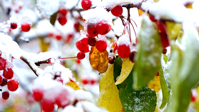 风浪，花，浆果和树叶覆盖着雪视频素材