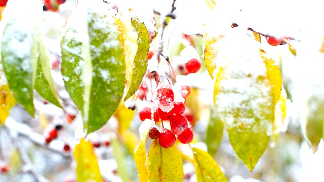 透过雪白多彩的叶子看到的一簇月桂浆果视频素材