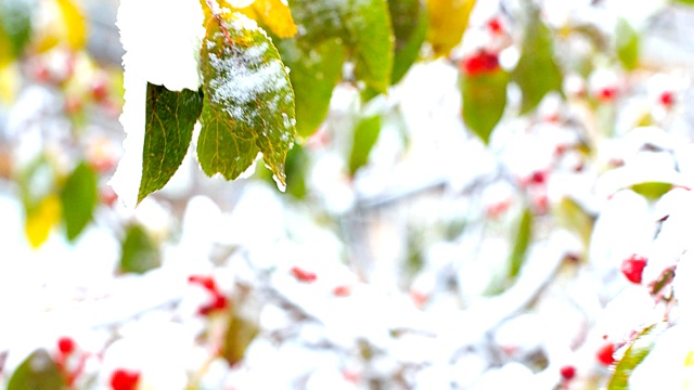 特写红色浆果和大雪的山梣叶视频素材