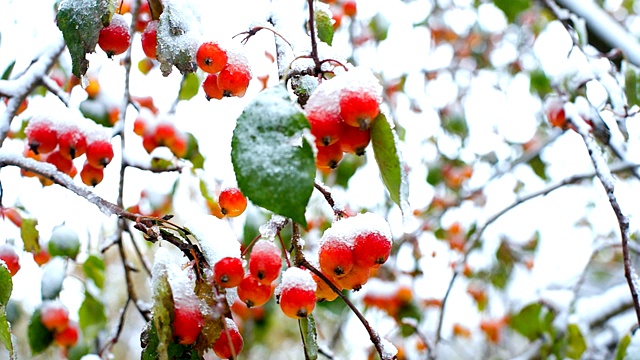 接近冰冻的白蜡树红浆果和雪帽视频素材