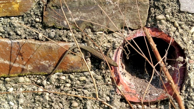 普通壁虎(Podarcis muralis)在墙上跑。视频素材