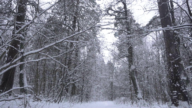 美丽的森林里飘雪的慢镜头。视频素材