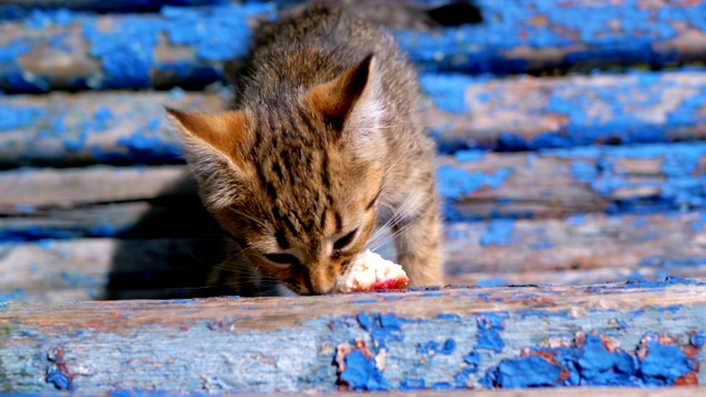 流浪的灰色小猫在街上的长凳上吃东西。慢动作视频素材