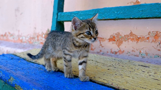 流浪的灰猫在街上慢镜头走着视频素材