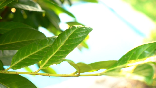 植物绿色花卉自然视频素材